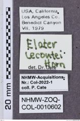 Etikette zu Elater lecontei (NHMW-ZOO-COL-0010602)